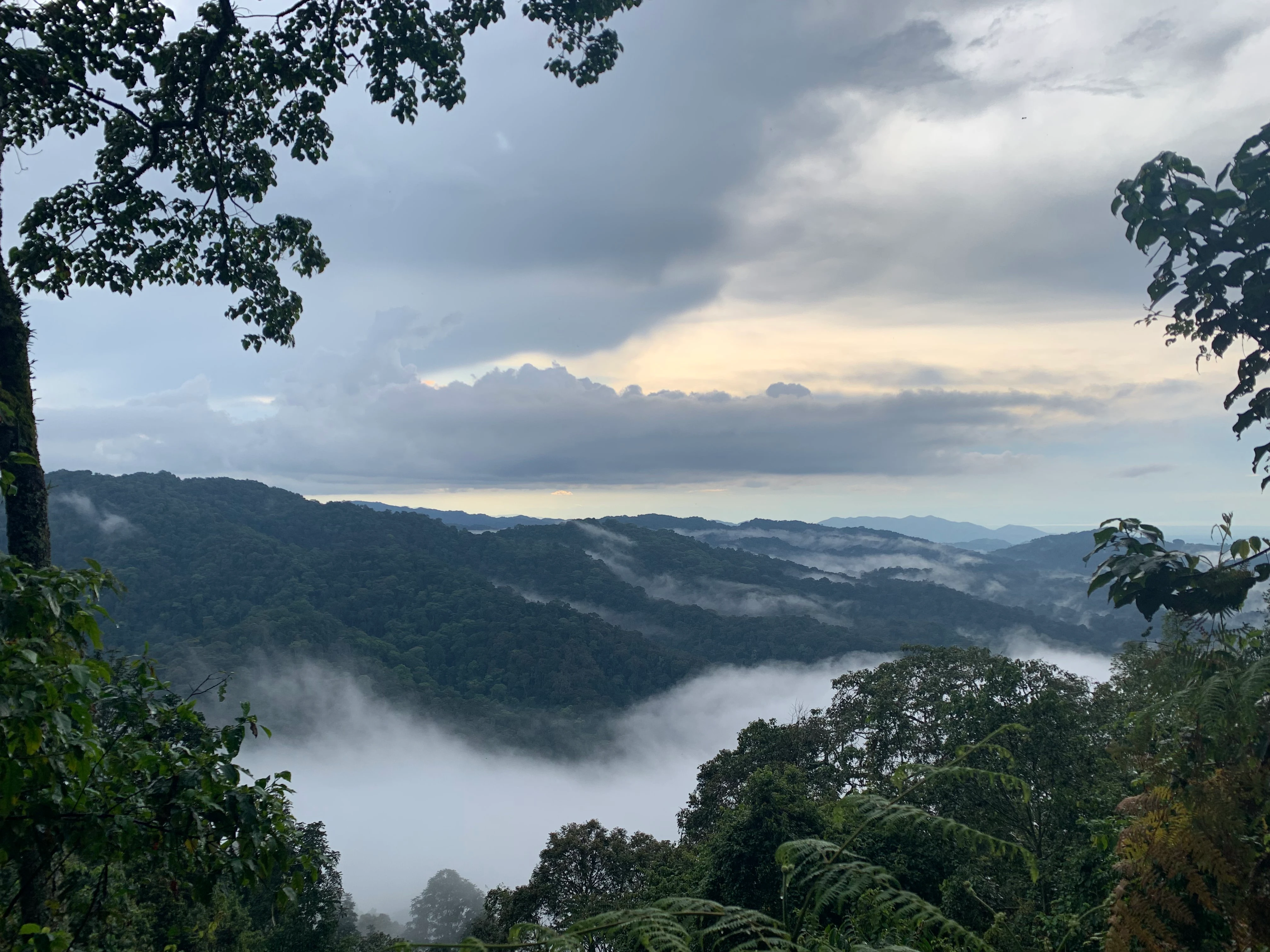 Misty natural mountain forest